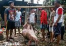 Jelang Hari Galungan, Disperpa Pembangkang Pantau Daging Babi Patut Konsumsi